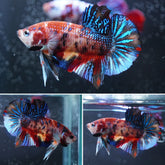 #5 (New Arrival) Multi-Color Canday Nemo Galaxy Tail Plakat Betta Fish - High Quality Live Aquarium Male Betta Fish